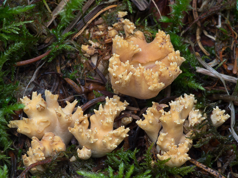 Ramaria testaceoflava